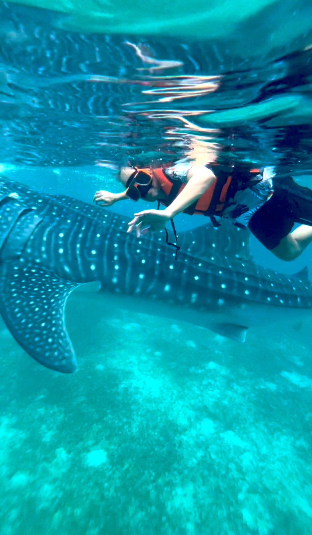 Swimming with whale sharks in Oslob